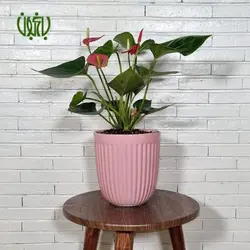 گلدان هدیه آنتوریوم طرح 2