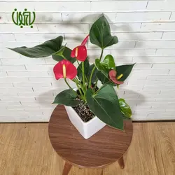 گلدان هدیه آنتوریوم طرح 3