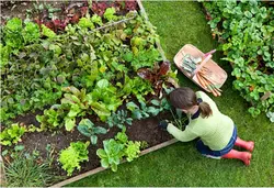 درآمدزایی با پرورش سبزیجات