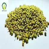 بذر گشنیز