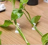 گیره نگهدارنده گیاه - بسته 20 عددی
