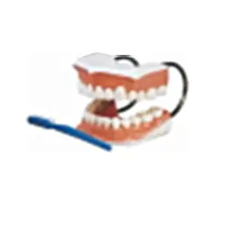 بازی آموزشی مدل مولاژ دندان اندازه طبیعی