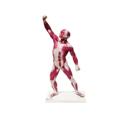 بازی آموزشی مدل مولاژ عضلات بدن