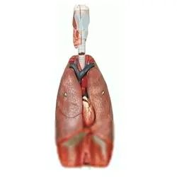 بازی آموزشی مدل مولاژ دستگاه تنفسی