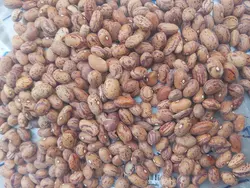 تصویر لوبیا چیتی فله وزن 25 کیلوگرمی - 1 عدد لوبیا چیتی فله وزن 25 کیلوگرمی - 1 عدد