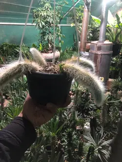 گیاه کاکتوس دم روباهی گلدان آویز 16 کد 5