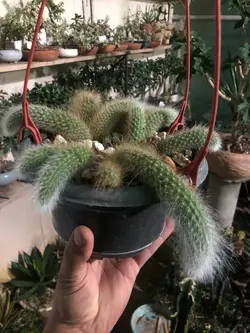 گیاه کاکتوس دم روباهی گلدان آویز 16 کد 3