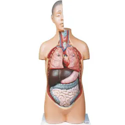 مولاژ نیم تنه انسان 1/2 برابر اندازه طبیعی با 8 قسمت جدا شونده