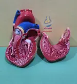 مولاژ قلب انسان 1.5 برابر 2 قسمتی