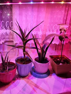 وال واشر خطی رشد گیاه یک متری فول اسپکتروم