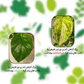چراغ رشد گیاه 7 وات زد اف آر مدل فول اسپکتروم