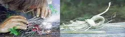 فیلم آموزشی ساخت آتش و ریسمان (زبان اصلی)