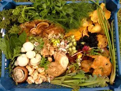 مستند آشنایی با غذاهای وحشی (زبان اصلی)