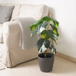 گیاه گلدانی مصنوعی گوش فیل ایکیا مدل FEJKA