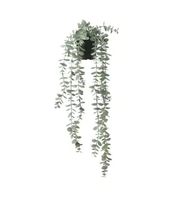 بوته اکالیپتوس ایکیا