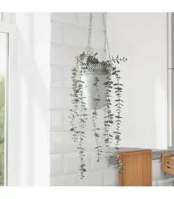 بوته اکالیپتوس ایکیا