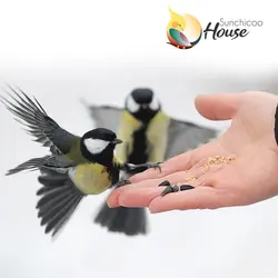 غذای رایگان