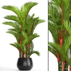 بذر نخل موم سرخ (رژلبی) Lipstick palm (Cyrtostachys renda)