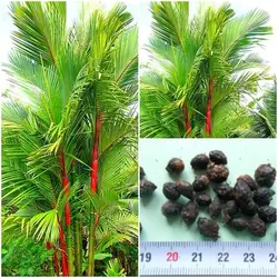 بذر نخل موم سرخ (رژلبی) Lipstick palm (Cyrtostachys renda)