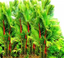 بذر نخل موم سرخ (رژلبی) Lipstick palm (Cyrtostachys renda)