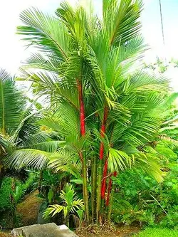 بذر نخل موم سرخ (رژلبی) Lipstick palm (Cyrtostachys renda)