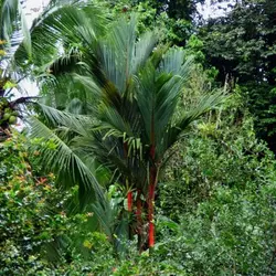 بذر نخل موم سرخ (رژلبی) Lipstick palm (Cyrtostachys renda)