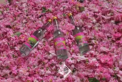 گلاب عالیات