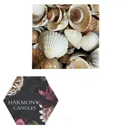 صدف ریز و درشت دریایی