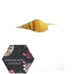 صدف دوکی خلیج فارس