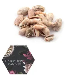 صدف بزرگ کد ۲