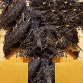 سنبل الطیب روحبخش -100 گرم