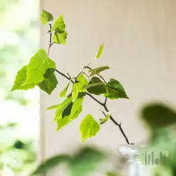 گل خشک معطر ایکیا ADLAD | فروشگاه اینترنتی راه‌راه مارکت