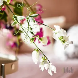 گل خشک معطر ایکیا JAMNMOD | فروشگاه اینترنتی راه‌راه مارکت