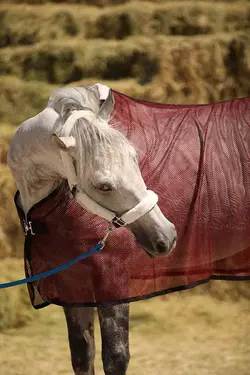 جول تابستانه توری اشترن