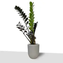 زاموفیلیا بلک- سطل 3