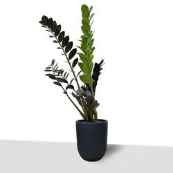 زاموفیلیا بلک- سطل 3