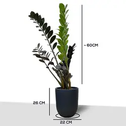 زاموفیلیا بلک- سطل 3