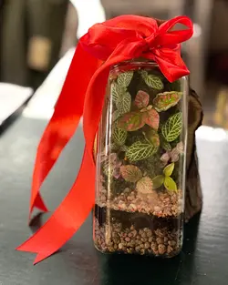 تراریوم اتر Terrarium