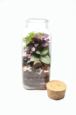 تراریوم اتر Terrarium