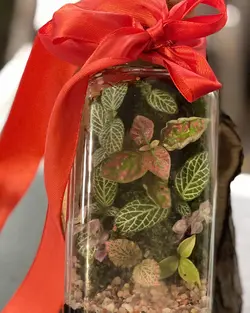 تراریوم اتر Terrarium