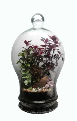 تراریوم دلینا