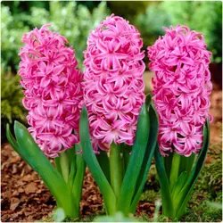 پیاز سنبل هلندی (بسته ۳ تایی )