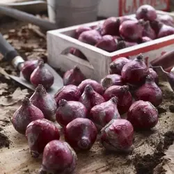 پیاز سنبل هلندی (بسته ۳ تایی )