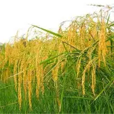 برنج هاشمی20 کیلویی درجه یک گیلان ( محصول 1400)