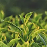 چای دستی سنتی بهاره لاهیجان 1402 یک کیلویی