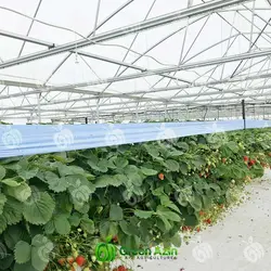 نوار آبی جذب کننده حشرات سایز 30 سانتی