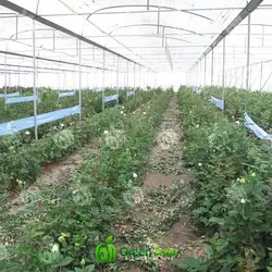 نوار آبی جذب کننده حشرات سایز 15 سانتی