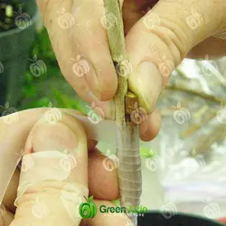 نوار پیوند زنی لاتکس