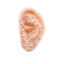 مولاژ گوش