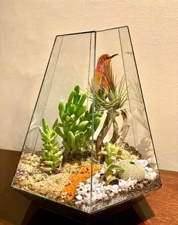 تراریوم ولنتاین مدل 022